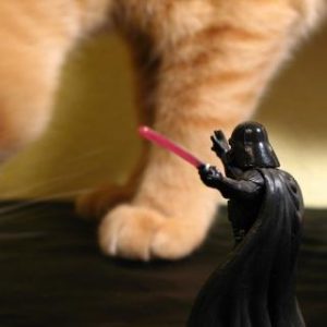 Vader-Cat