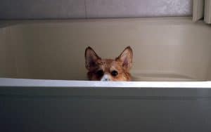 Dog in Tub