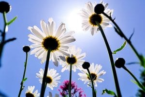 Daisies in the Sun