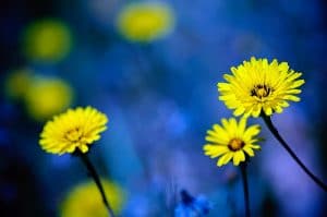 Yellow Flowers-Blue Background