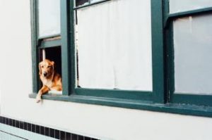 View of Building Windows with Dog sitting in one of the windows