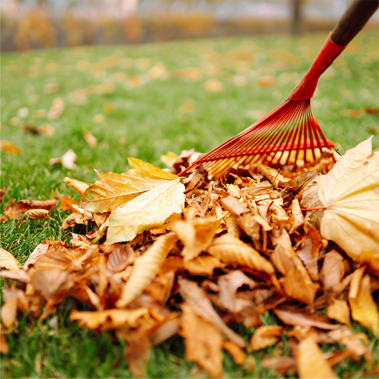 cleaning leaves